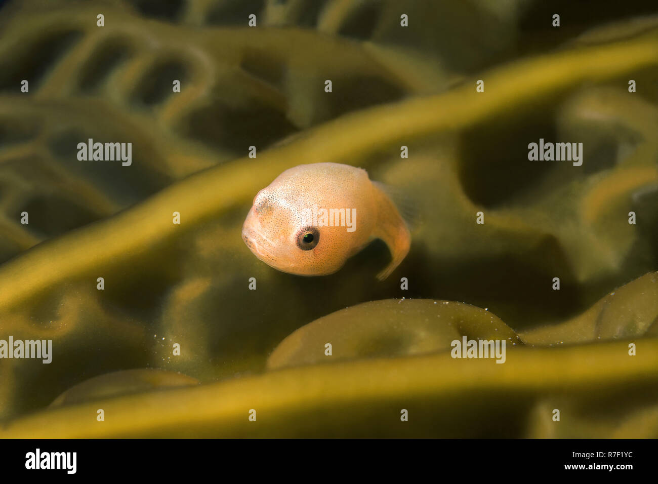 Smooth Lumpfish (Aptocyclus ventricosus), young, Sea of Japan, Primorsky Krai, Russia Stock Photo