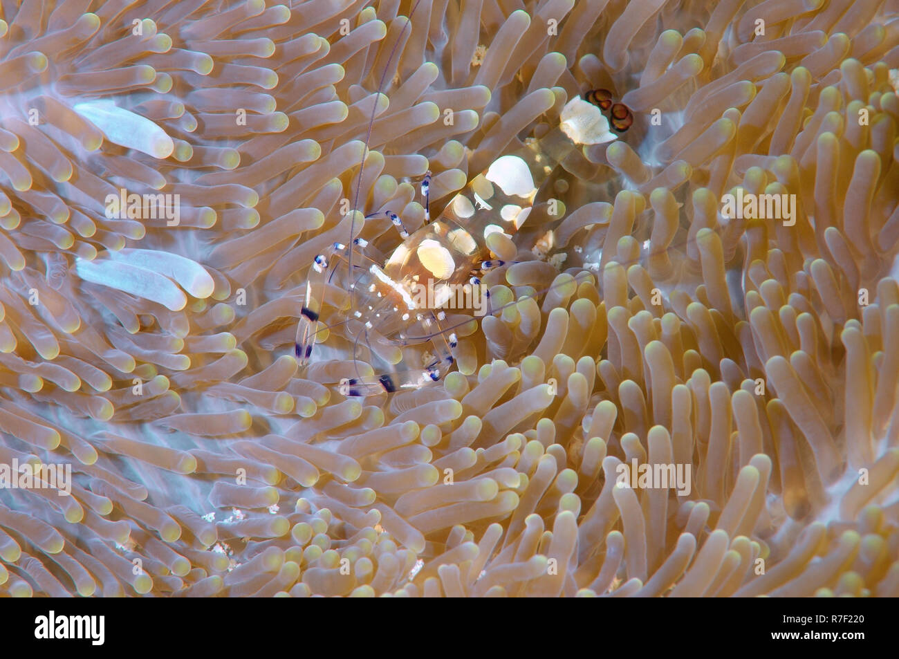 Glass Anemone Shrimp (Periclimenes brevicarpalis), Bohol Sea, Philippines Stock Photo