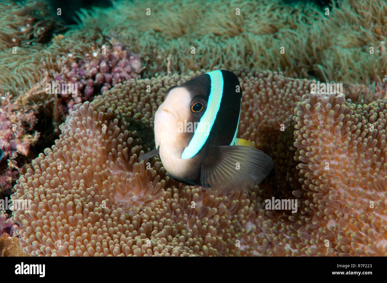 Sebae Anemonefish (Amphiprion sebae), Bohol Sea, Philippines Stock Photo