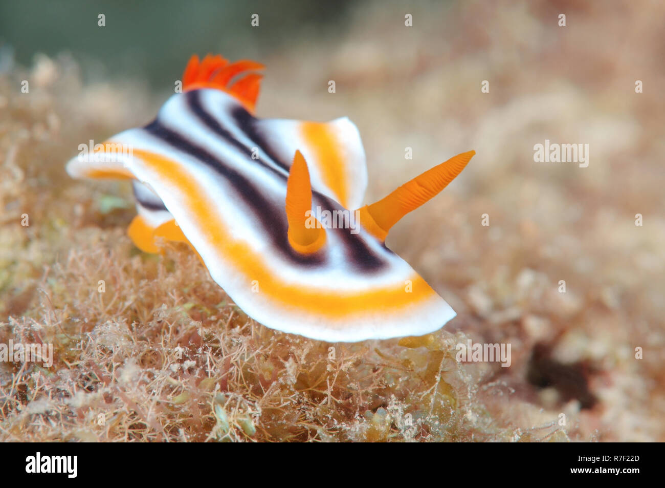 Pyjama Slug (Chromodoris quadricolor), Bohol Sea, Philippines Stock Photo