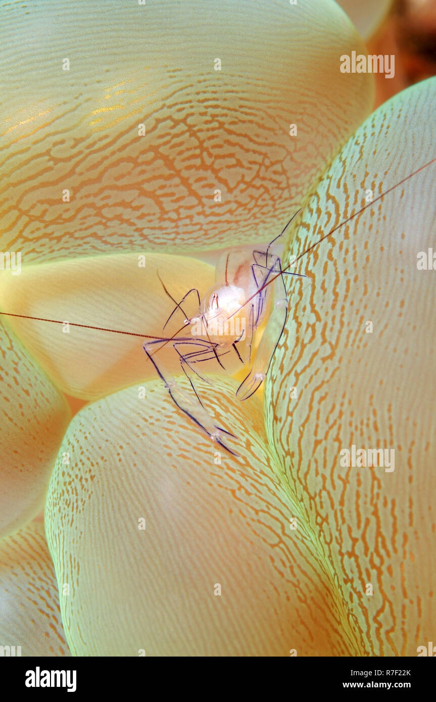 Bubble Coral Shrimp (Vir philippinensis) on Bubble Coral (Plerogyra sinuosa), Bohol Sea, Cebu, Philippines Stock Photo