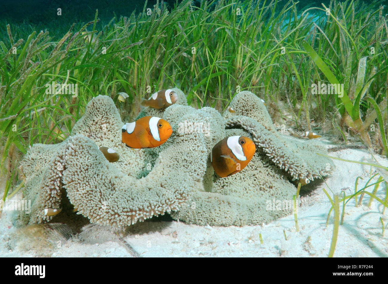 Saddleback clownfish (Amphiprion polymnus) Bohol Sea, Philippines Stock Photo