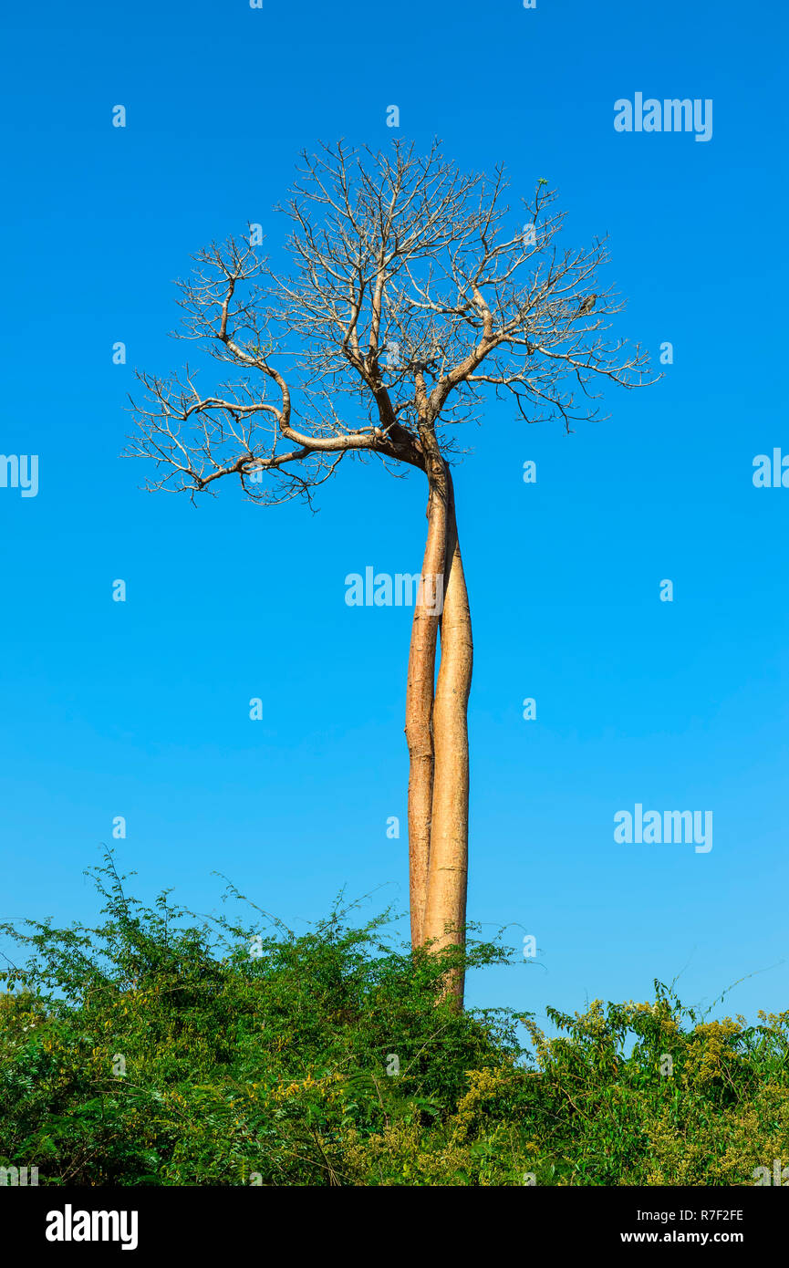 Twisted Baobab trees (Adansonia grandidieri), Belo sur Tsiribihina, Morondava, Toliara province, Madagascar Stock Photo