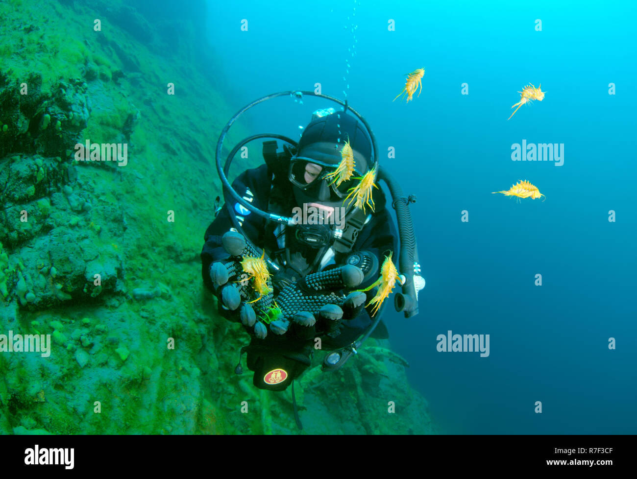 Scuba diver releasing Amphipods (Acanthogammarus maculosus, Victorii maculosus), Lake Baikal, Siberia, Russia Stock Photo