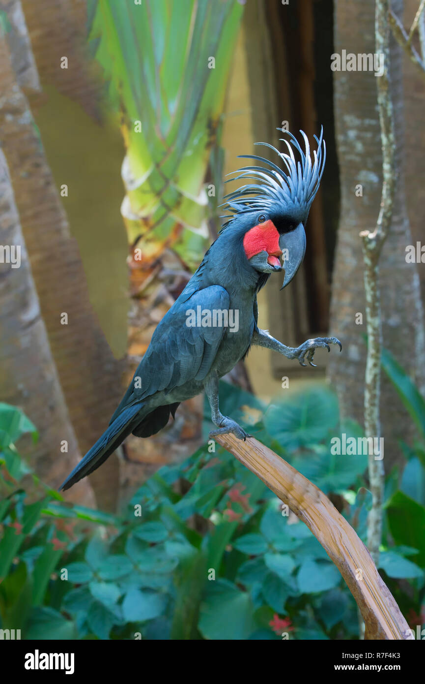 Palm Cockatoo or Great Palm Cockatoo (Probosciger aterrimus), Bali Bird Park, Bali, Indonesia Stock Photo