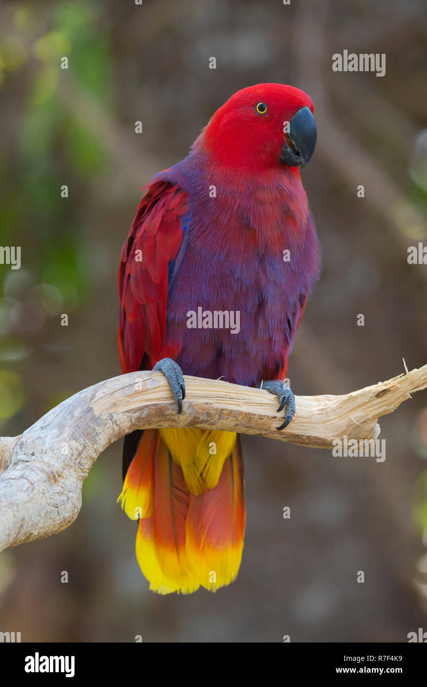 Bali bird hi-res stock photography and images - Alamy