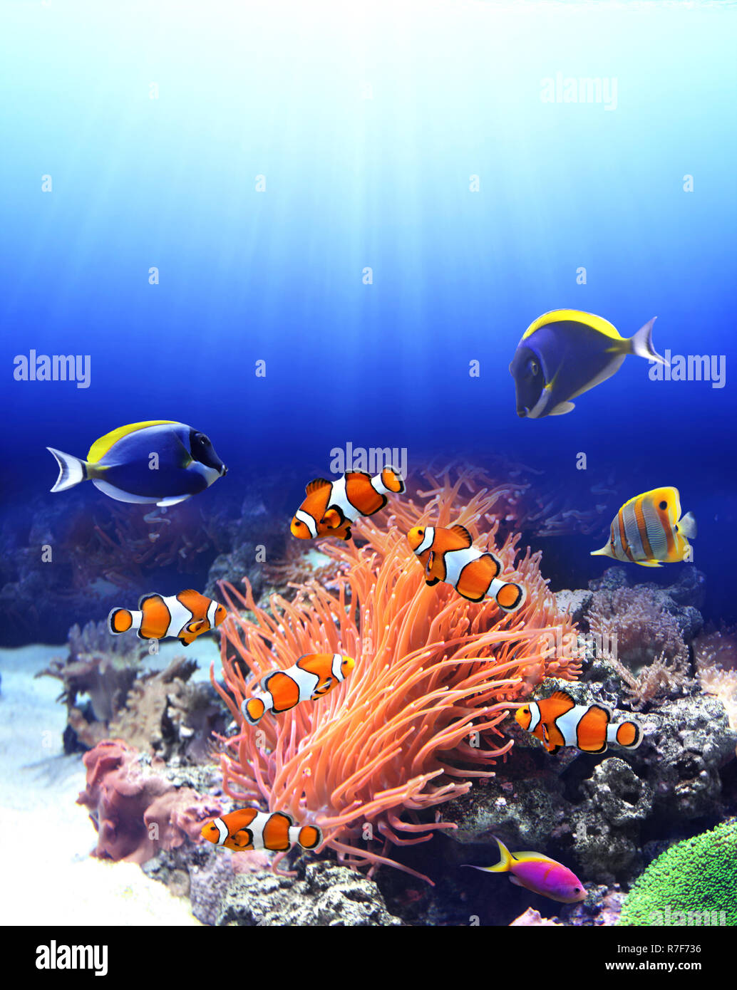 Underwater scene with anemone and tropical fish blue tang, clown fish