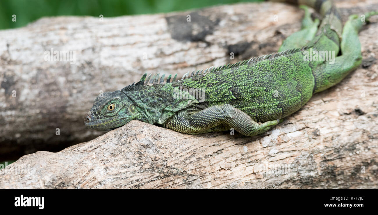 Lazy Green Iguana  (Iguana iguana) laying on branch, lounging in diffused sunlight totally relaxed. Stock Photo
