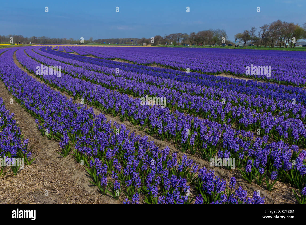 rows of purple dutch common hyacinth flowers with blue sky background ...