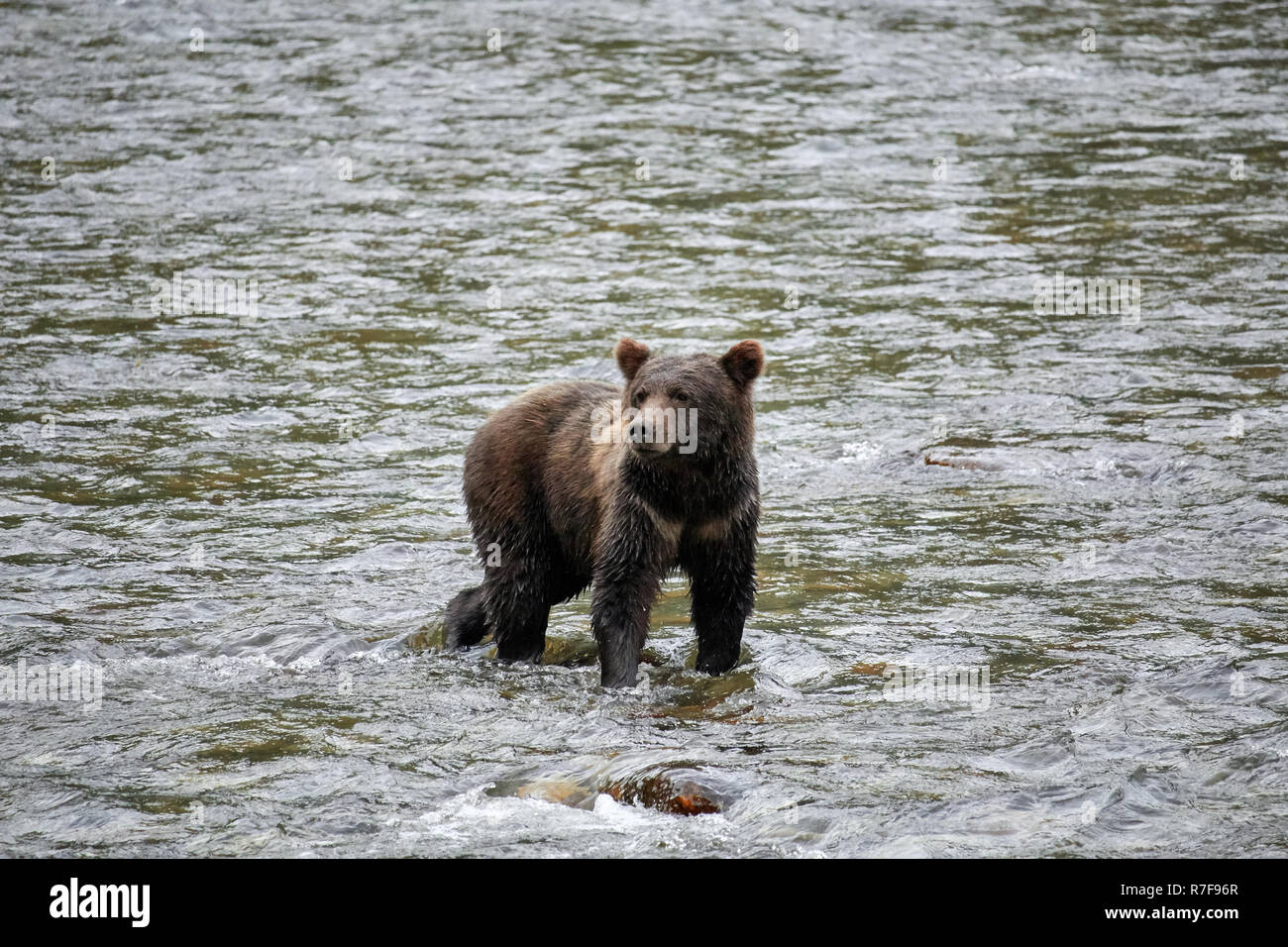 Grizzly bear searching for salmon, Great Bear Rainforest, Canada Stock Photo