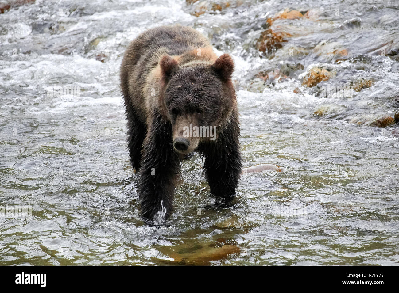 Grizzly bear searching for salmon, Great Bear Rainforest, Canada Stock Photo