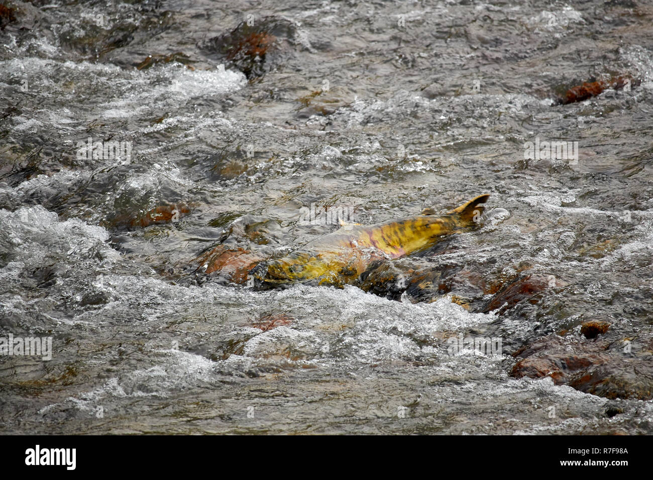 Salmon swimming up the river to spawn, Great Bear Rainforest Stock Photo