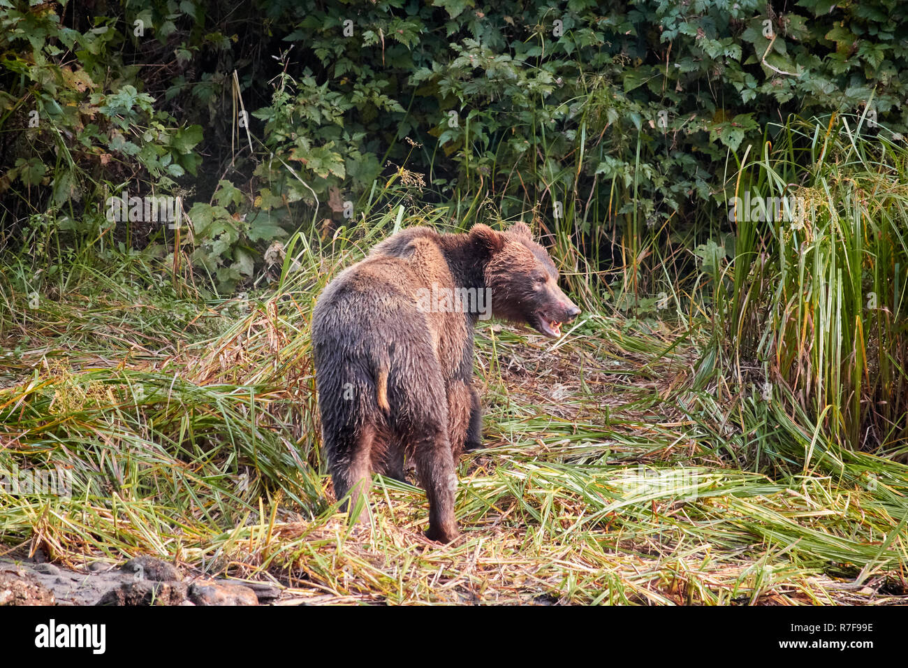 Grizzly bear sow and cubs, Great Bear Rainforest Stock Photo