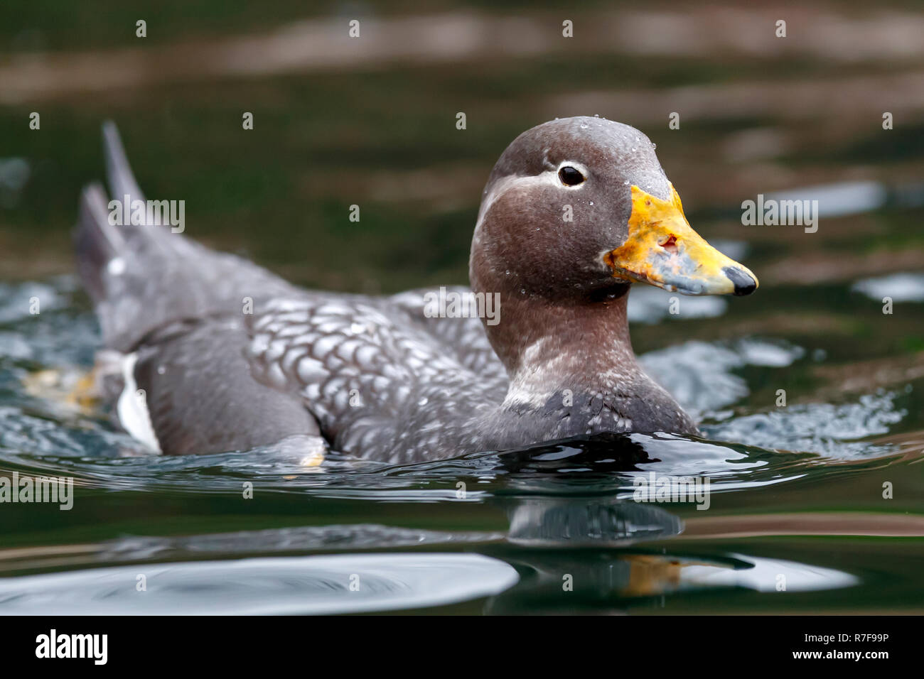 flying steamer duck, (Tachyeres patachonicus), captive Stock Photo Alamy