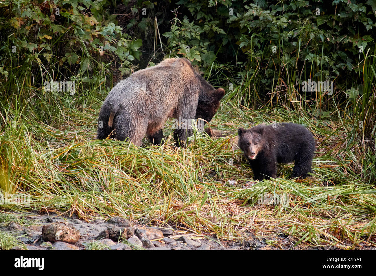 Grizzly bear sow and cubs, Great Bear Rainforest Stock Photo