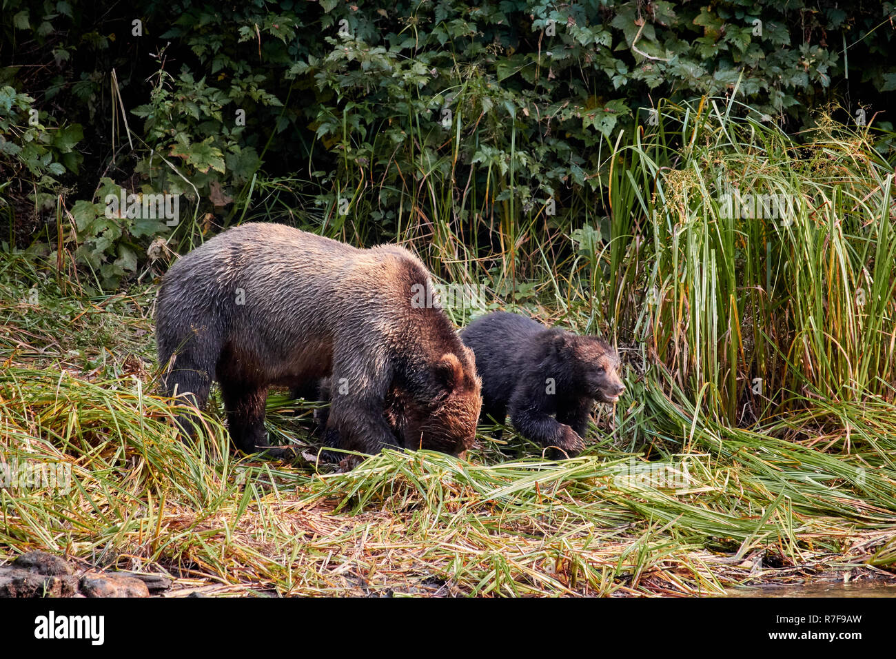 Grizzly bear sow and cubs, Great Bear Rainforest Stock Photo