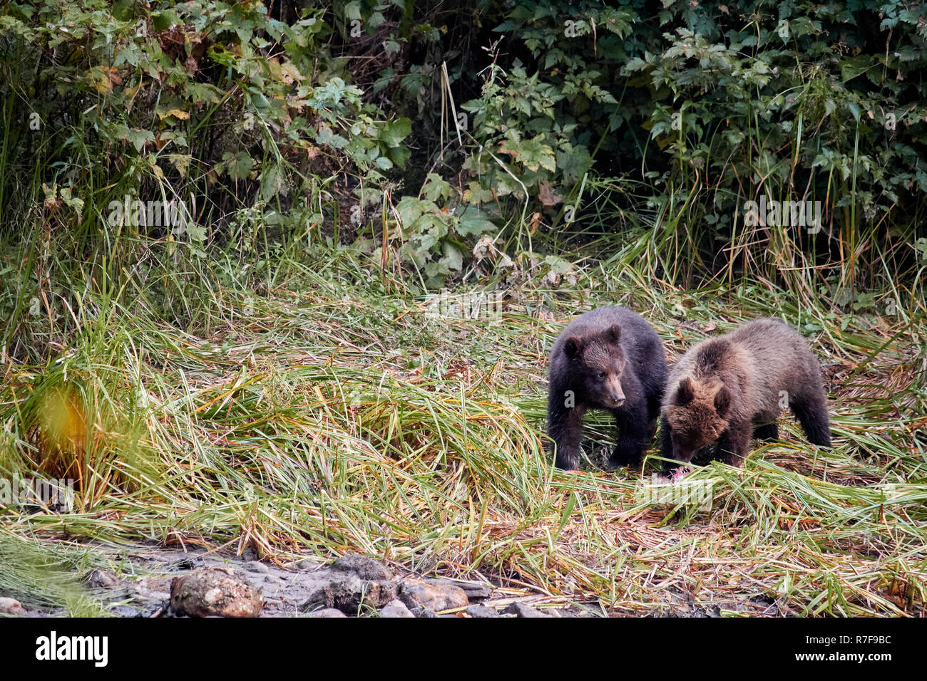Grizzly bear cubs, Great Bear Rainforest Stock Photo