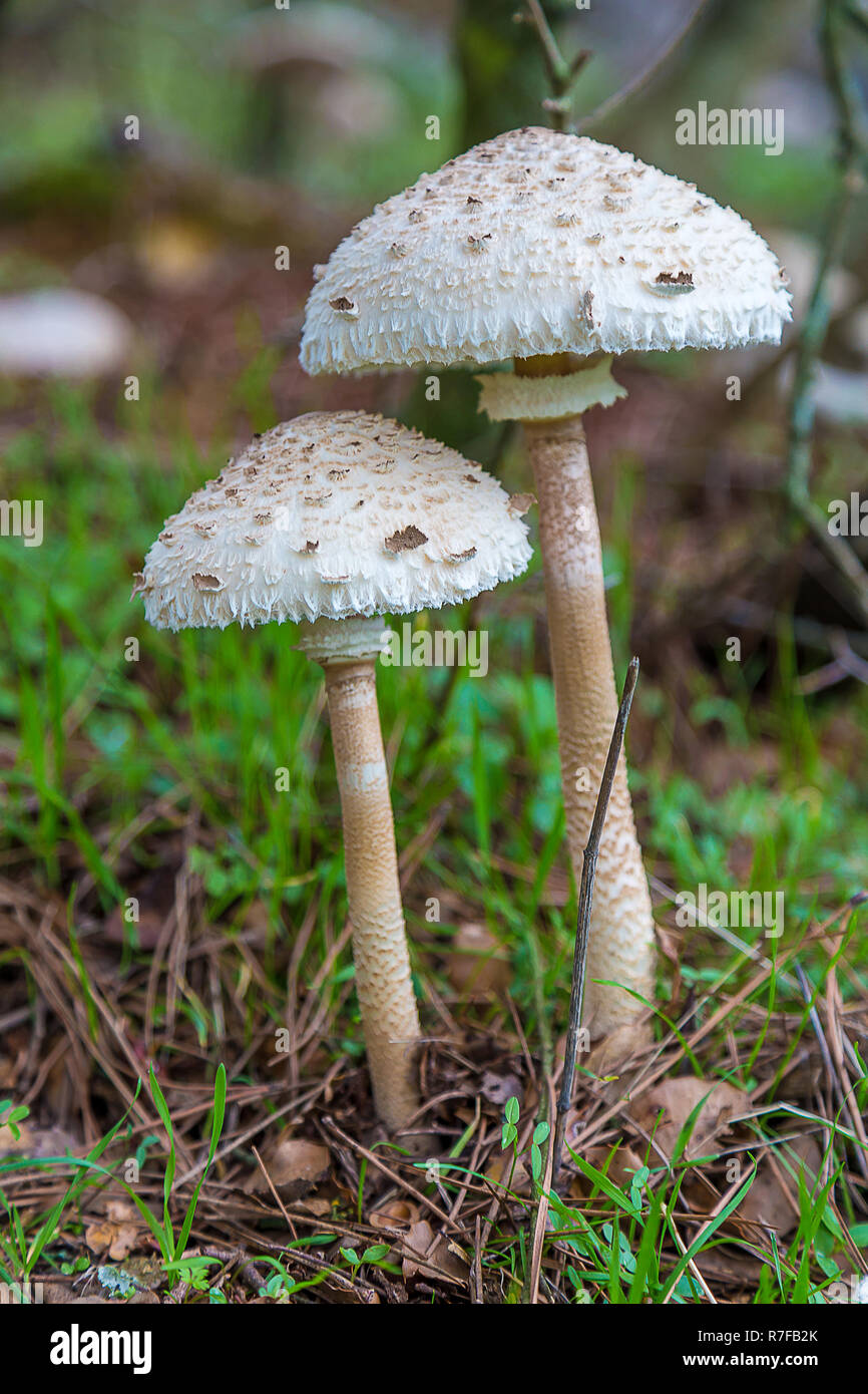 Edible Parasol Mushroom (Macrolepiota procera Stock Photo - Alamy