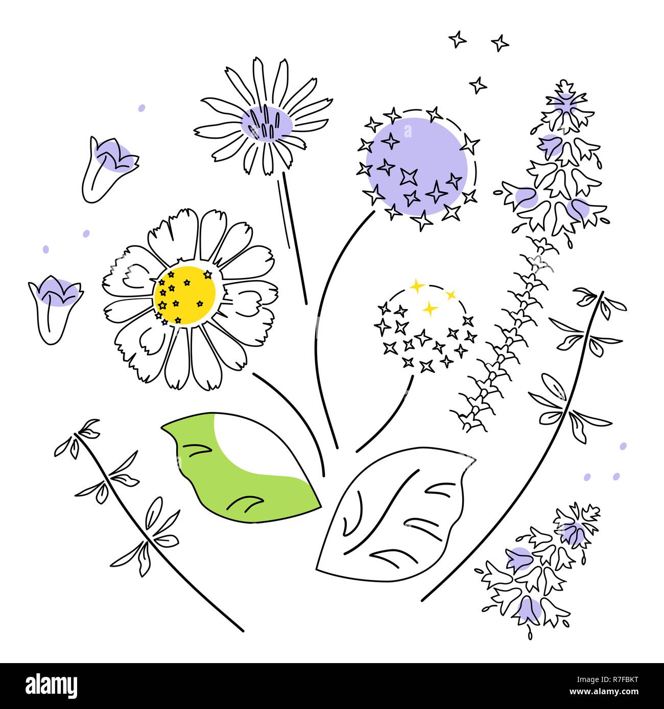 Print poster vector illustration about Field Flower isolated on White Background, element of pattern Stock Vector
