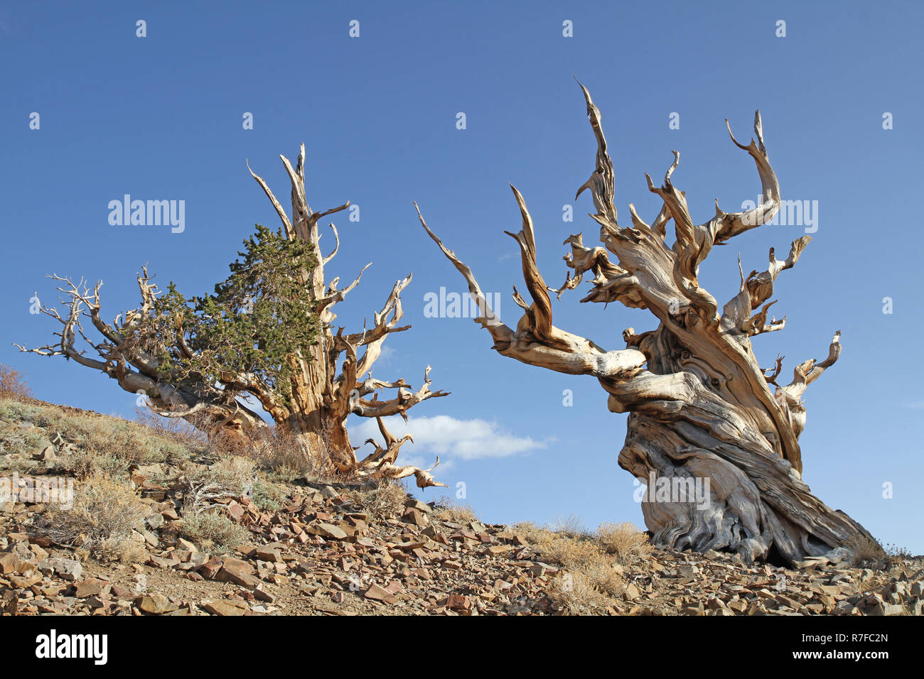 Two gnarly old Bristlecone Pines Stock Photo