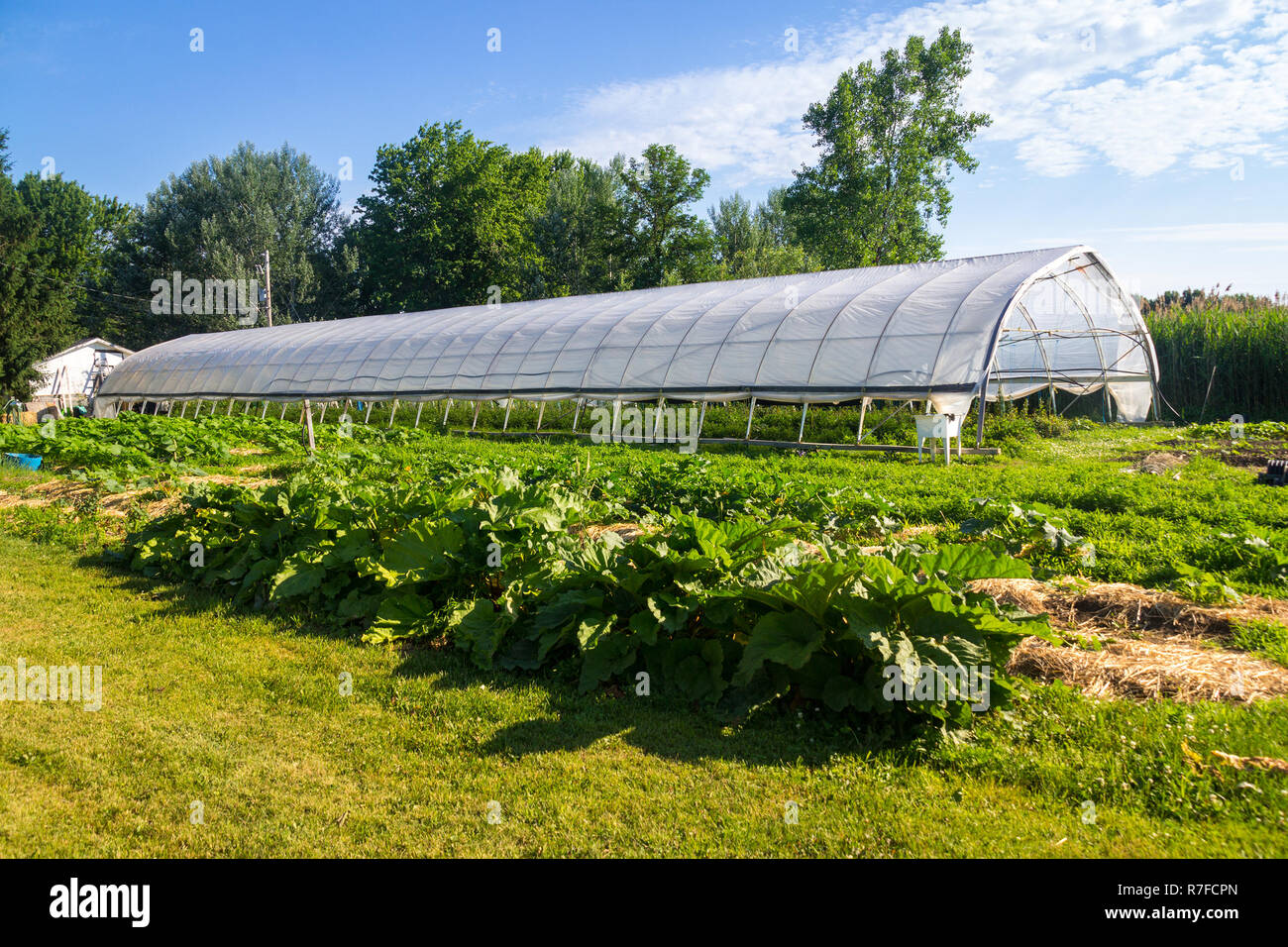 agriculture greenhouse and gardens  with squash plants in the foreground at summer time Stock Photo