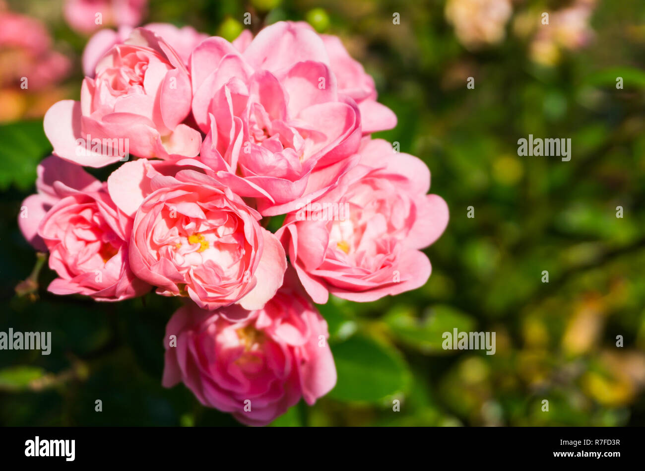 Pink the fairy roses in macro closeup, a beautiful garden rose(rosa polyantha) Stock Photo