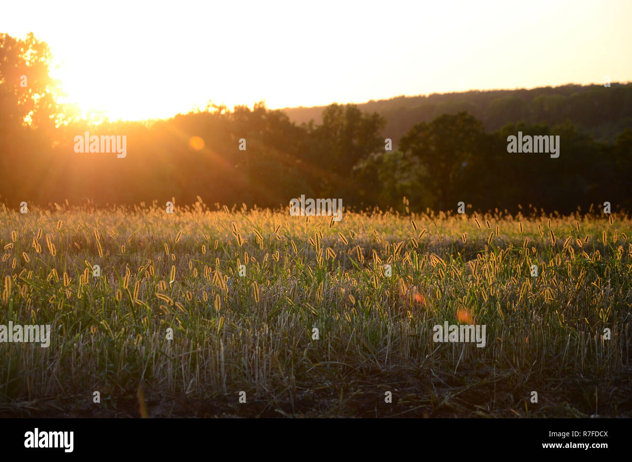 Field Landscape During Sunset After Burning Last Year S Grass The Cheapest And Illegal Way Of Haymaking Or Waste Disposal In Russia Is Burning Out Stock Photo Alamy