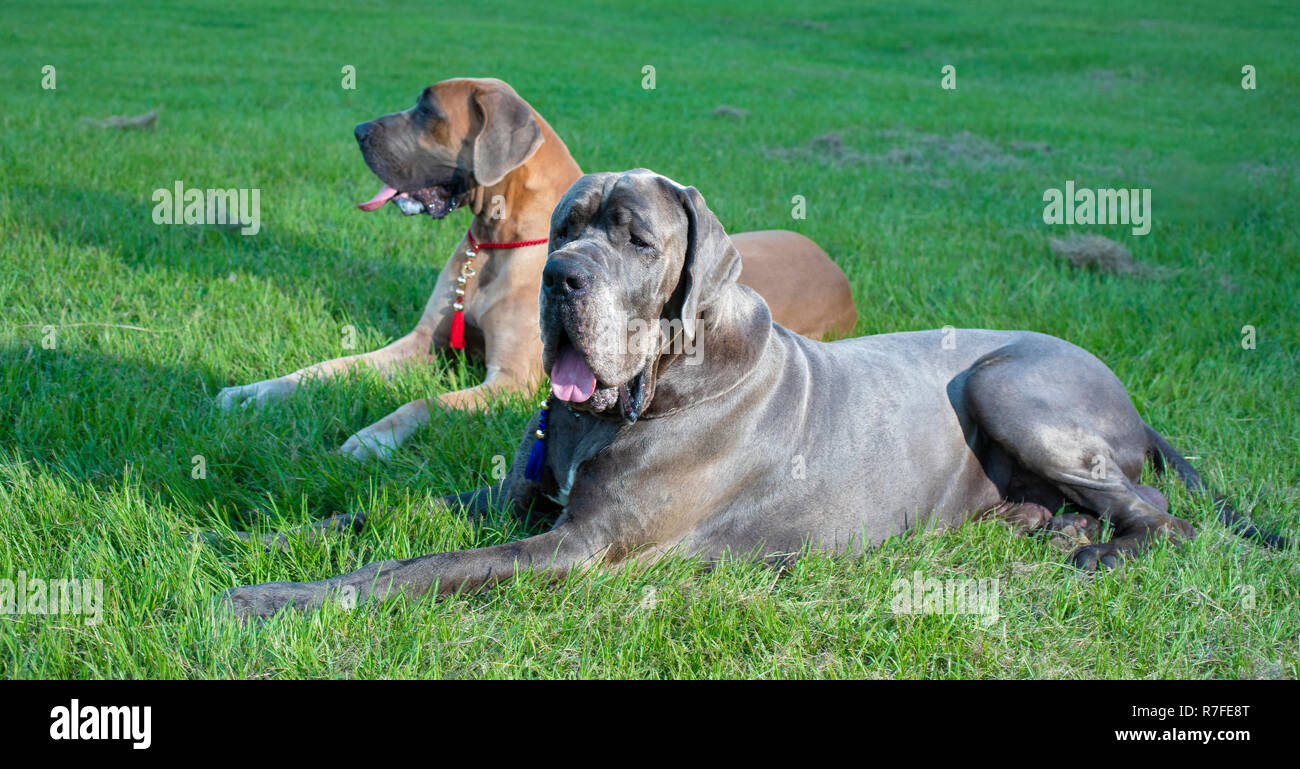 Two purebred Great Danes laying on a grassy field Stock Photo Alamy