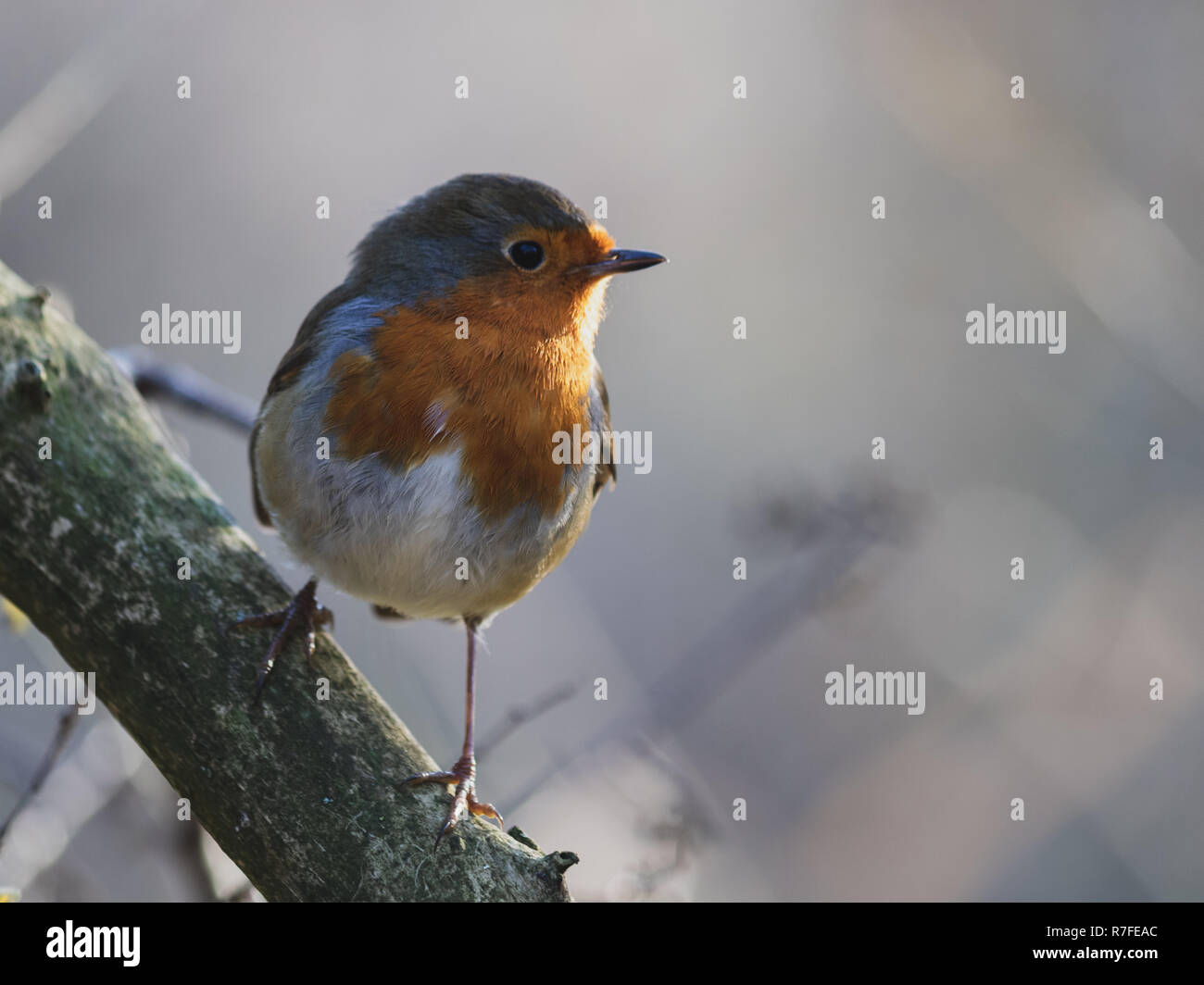 Robin redbreast perched on a branch in winter Stock Photo