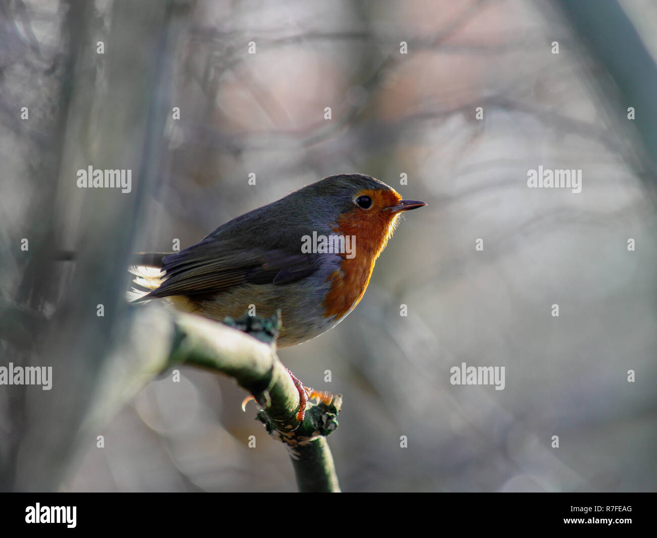 Robin redbreast perched on a branch in winter Stock Photo
