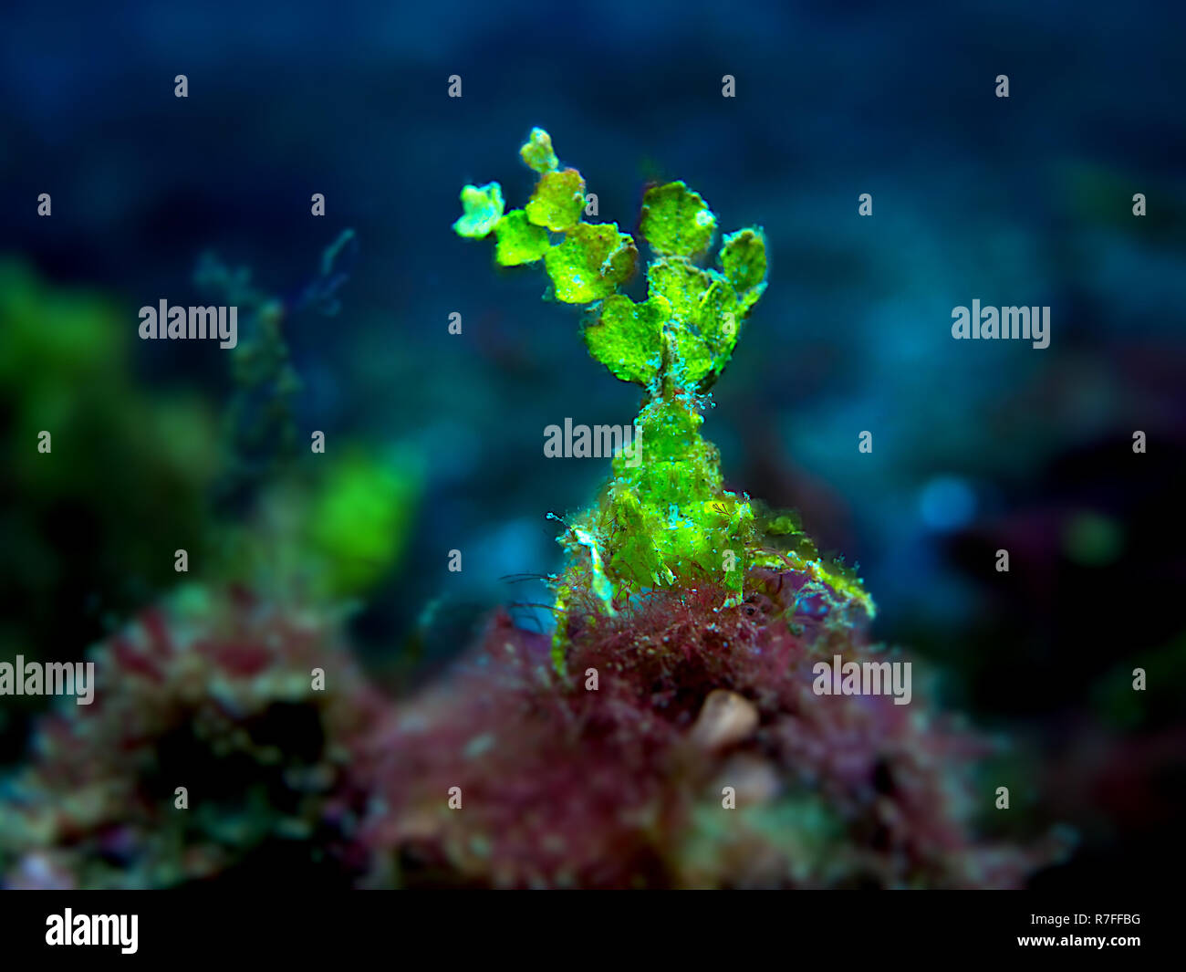 Halimeda Crab in Sulawesi Stock Photo - Alamy