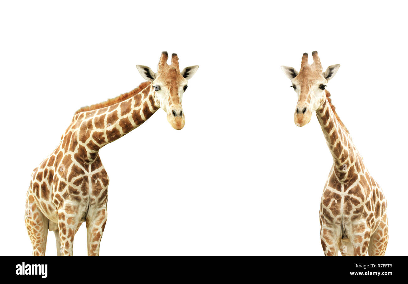 Two giraffes. Isolated on white background Stock Photo