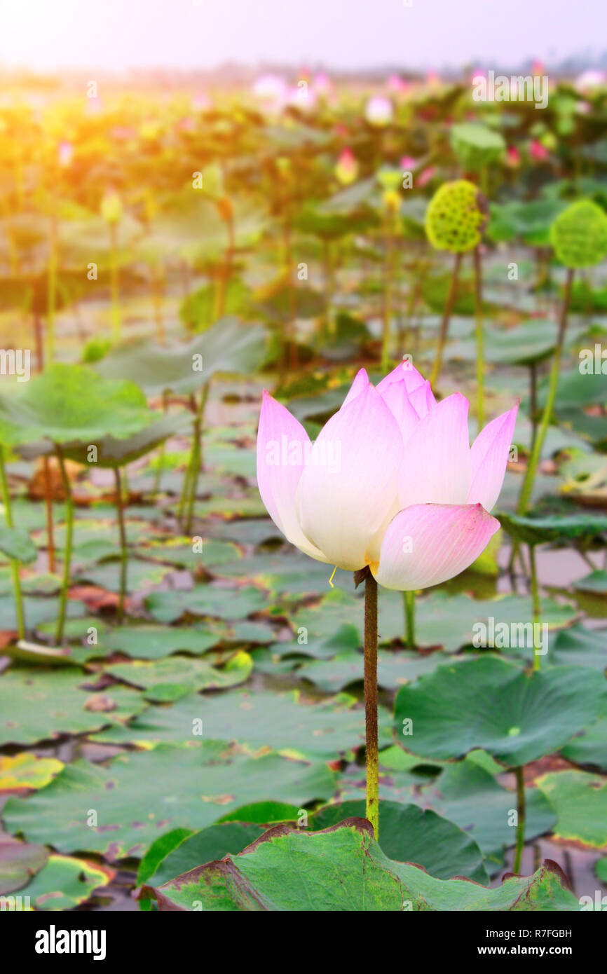 Field of blooming lotus flower in Cambodia Stock Photo Alamy