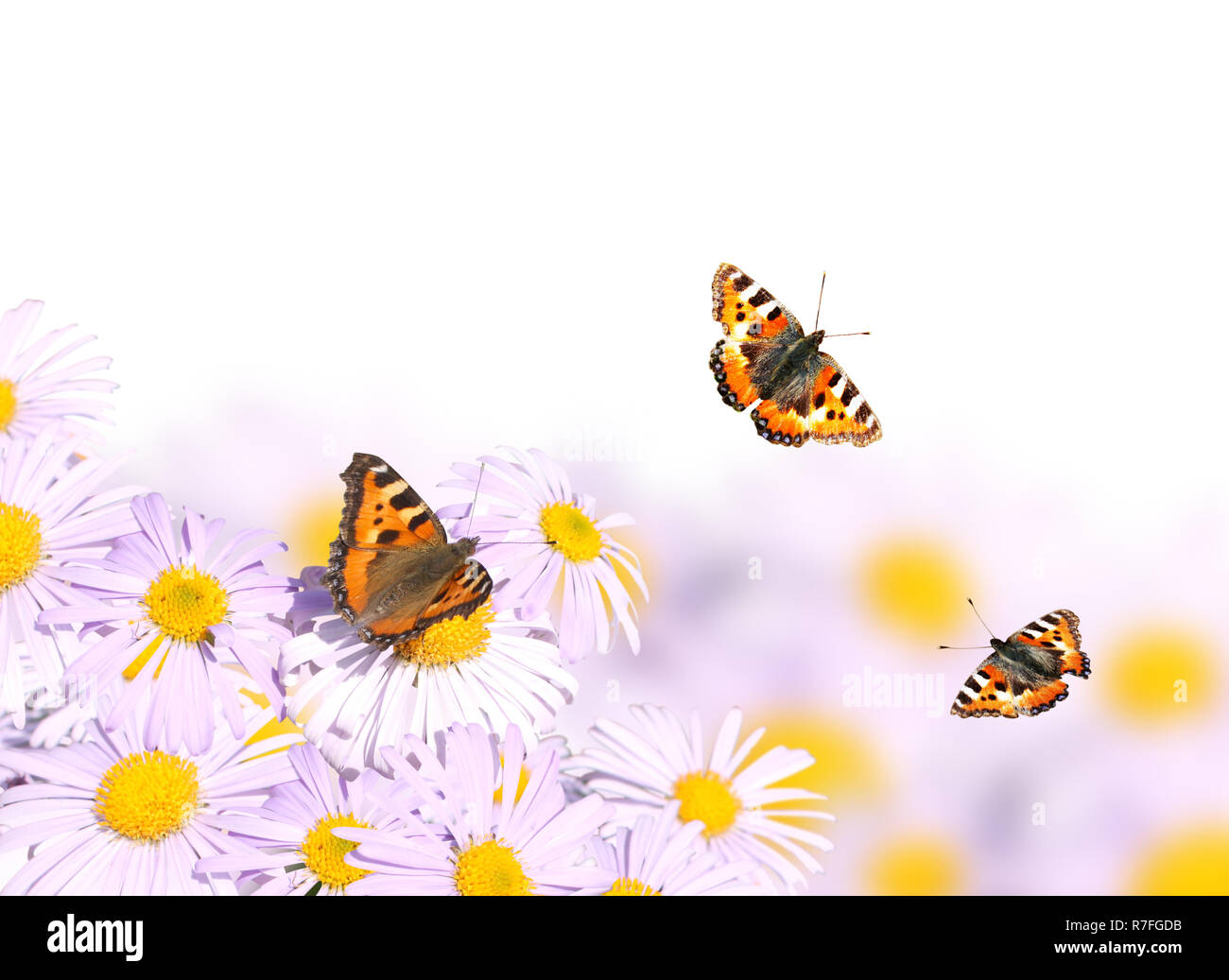Butterflies flying over flowers. Isolated on white background Stock