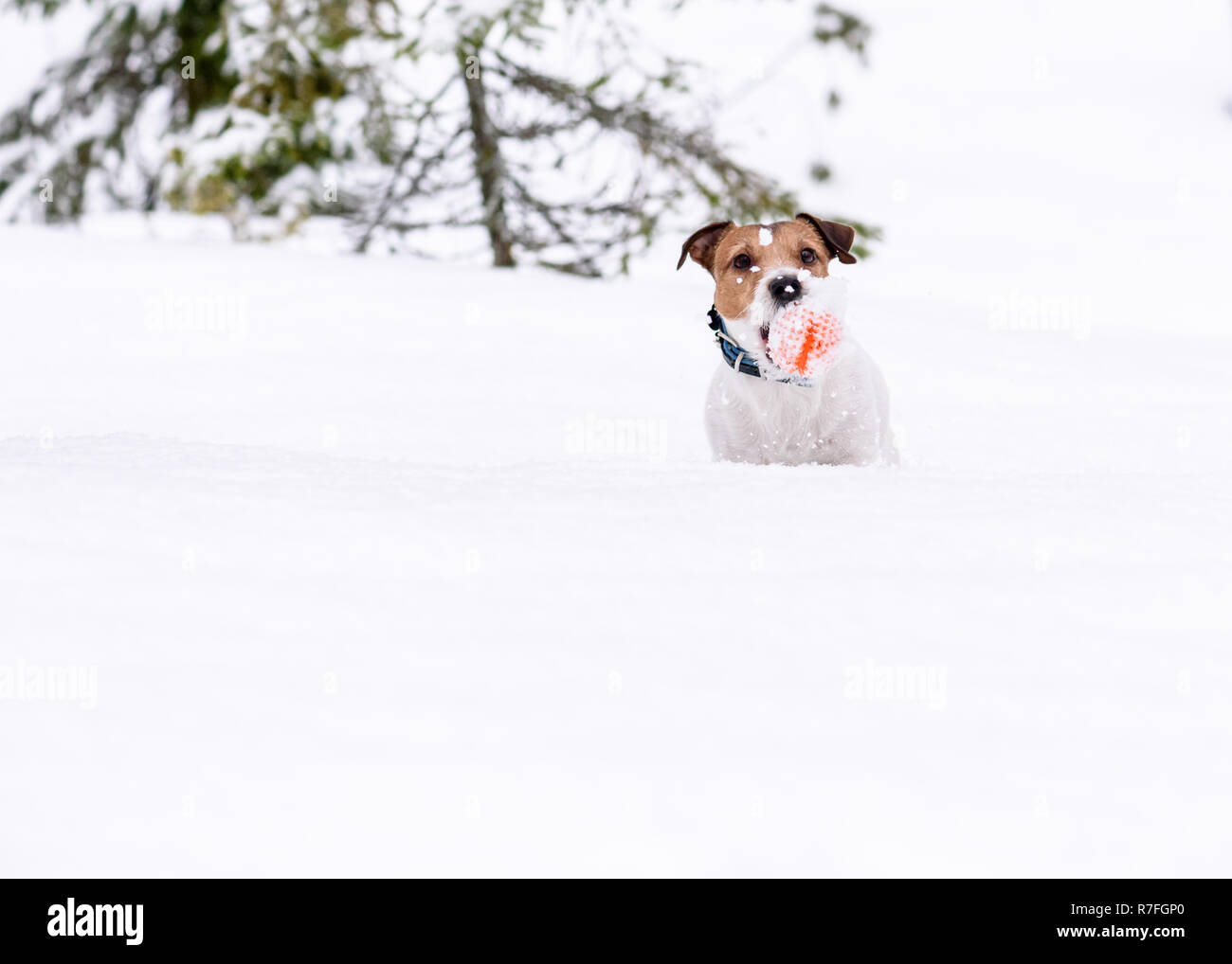 Dog playing in forest falls into deep snow Stock Photo