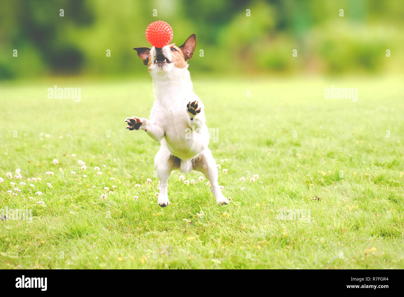 Funny dog catching toy ball rearing up and balancing with front paws Stock Photo
