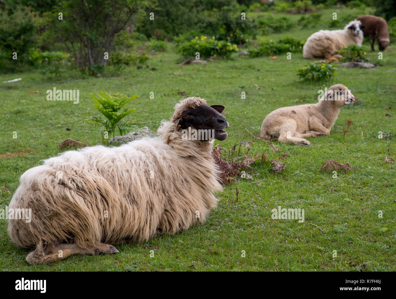 Sheep with long fleece and lambs. Stock Photo