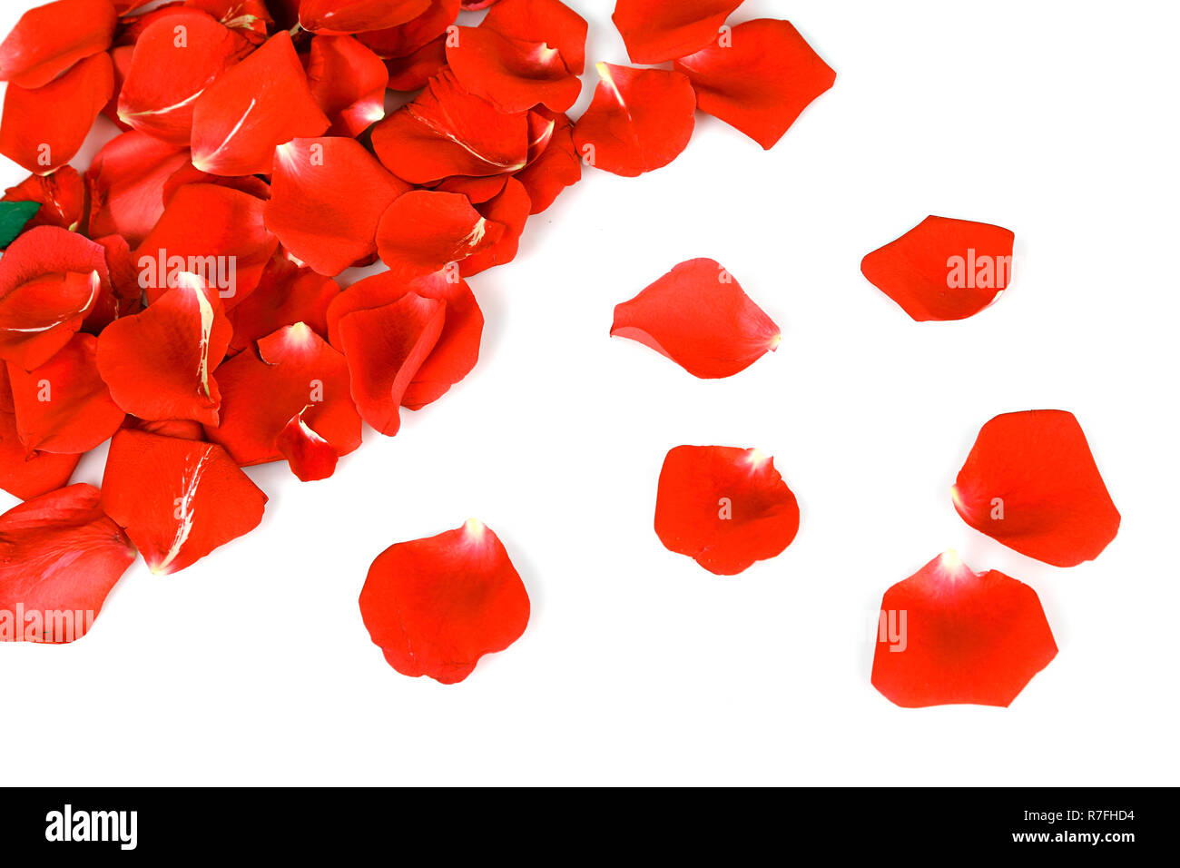 Rose petals isolated on white Stock Photo - Alamy