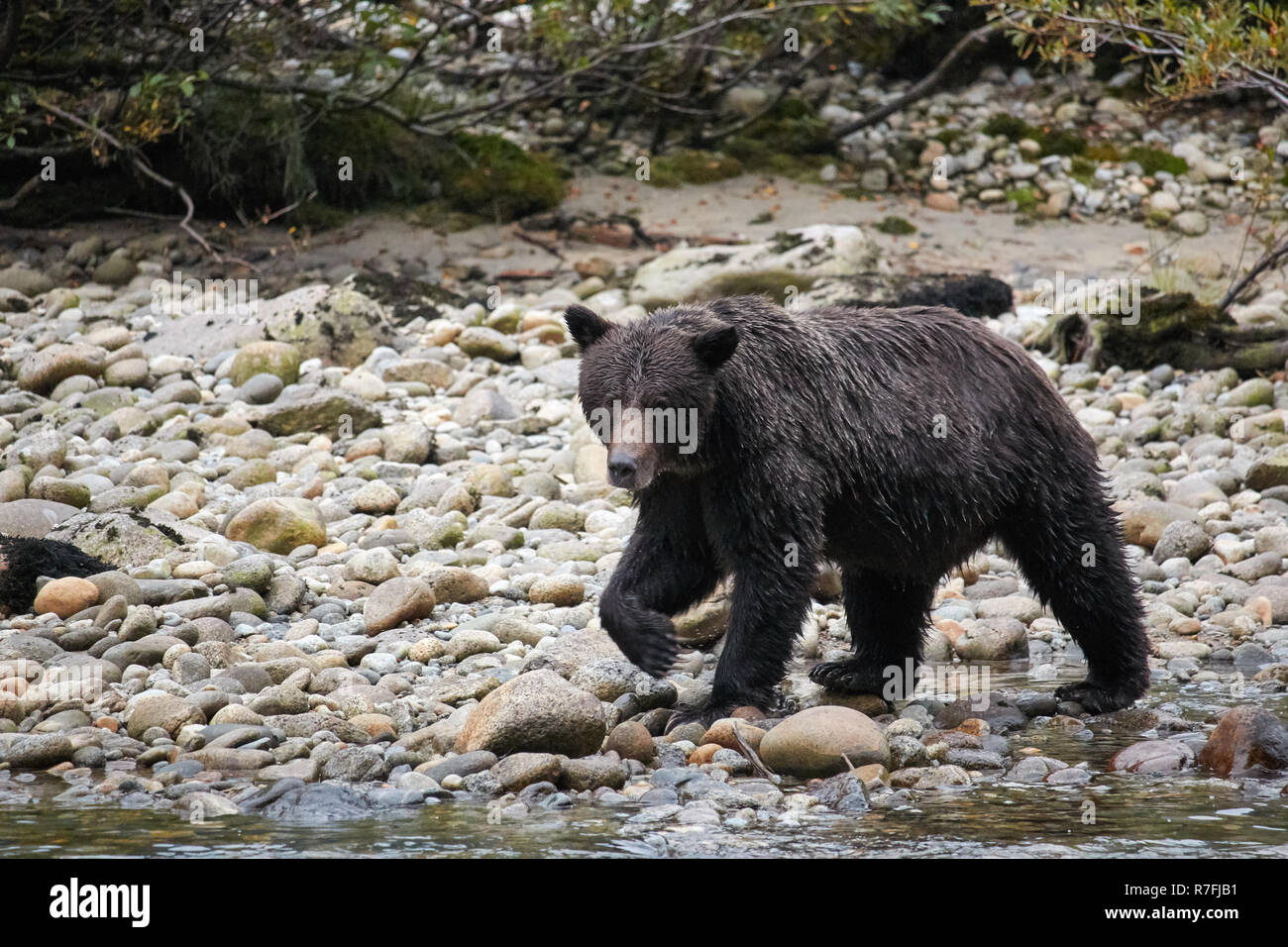 Grizzly bear looking for salmon, Great Bear Rainforest, Canada Stock Photo