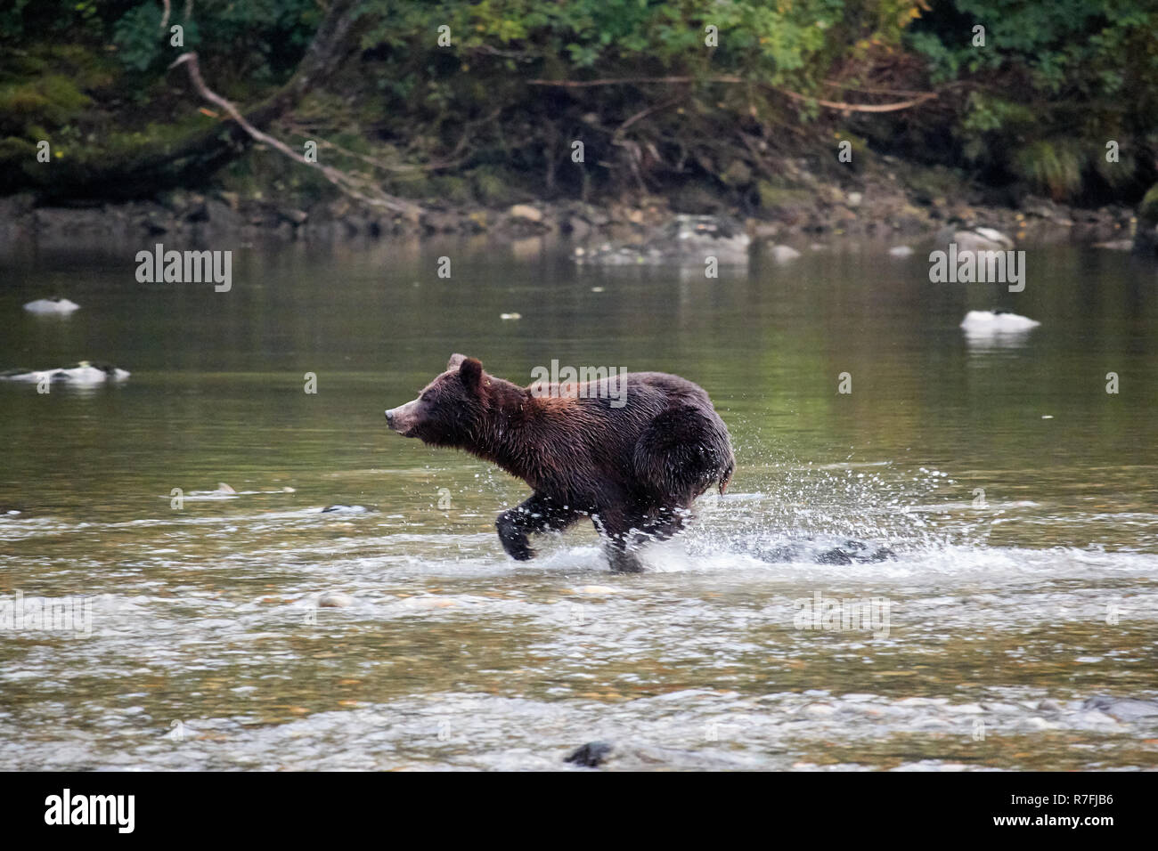 Grizzly bear trying to catch salmon, Great Bear Rainforest, Canada Stock Photo