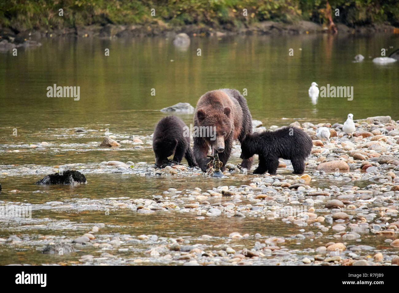 Grizzly bear sow and cubs eating salmon, Great Bear Rainforest, Canada Stock Photo