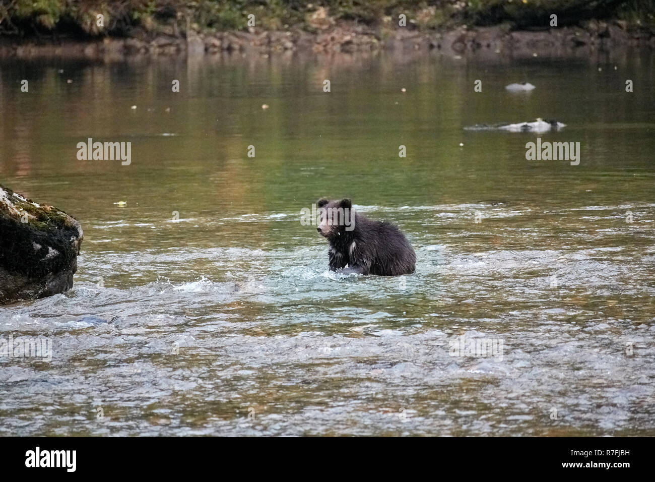 Grizzly bear cub trying to catch salmon, Great Bear Rainforest, Canada Stock Photo