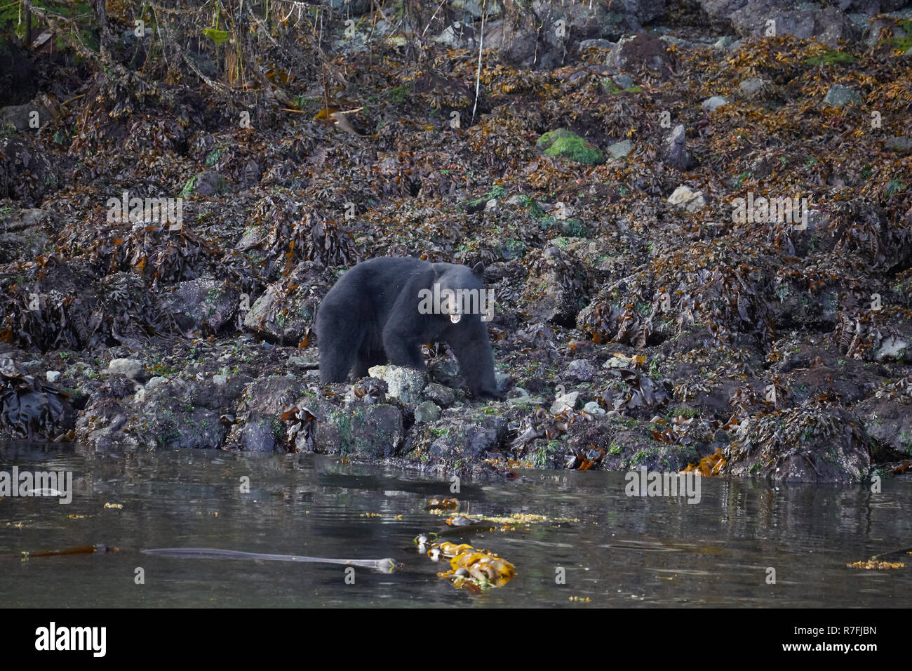 Black bear searching for food, Vancouver Island Stock Photo