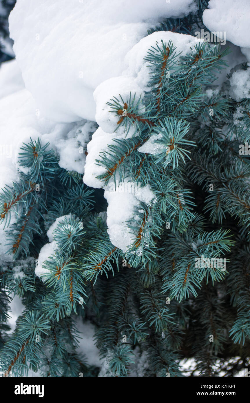 Green Fluffy Fir Tree In The Snow Christmas Wallpaper Concept