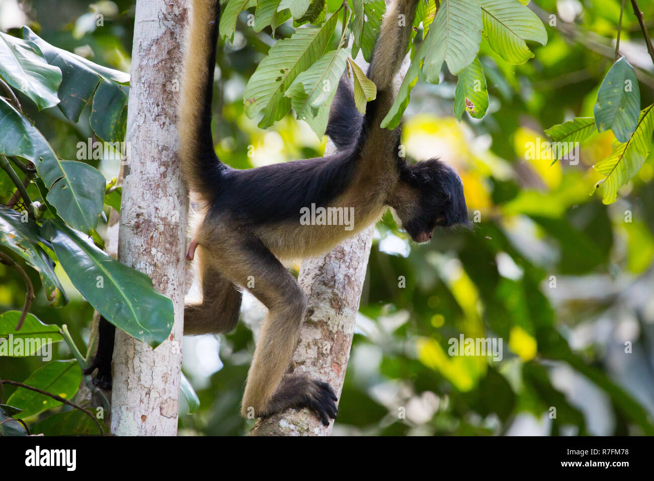 Monkey Swinging Stock Photos Monkey Swinging Stock Images