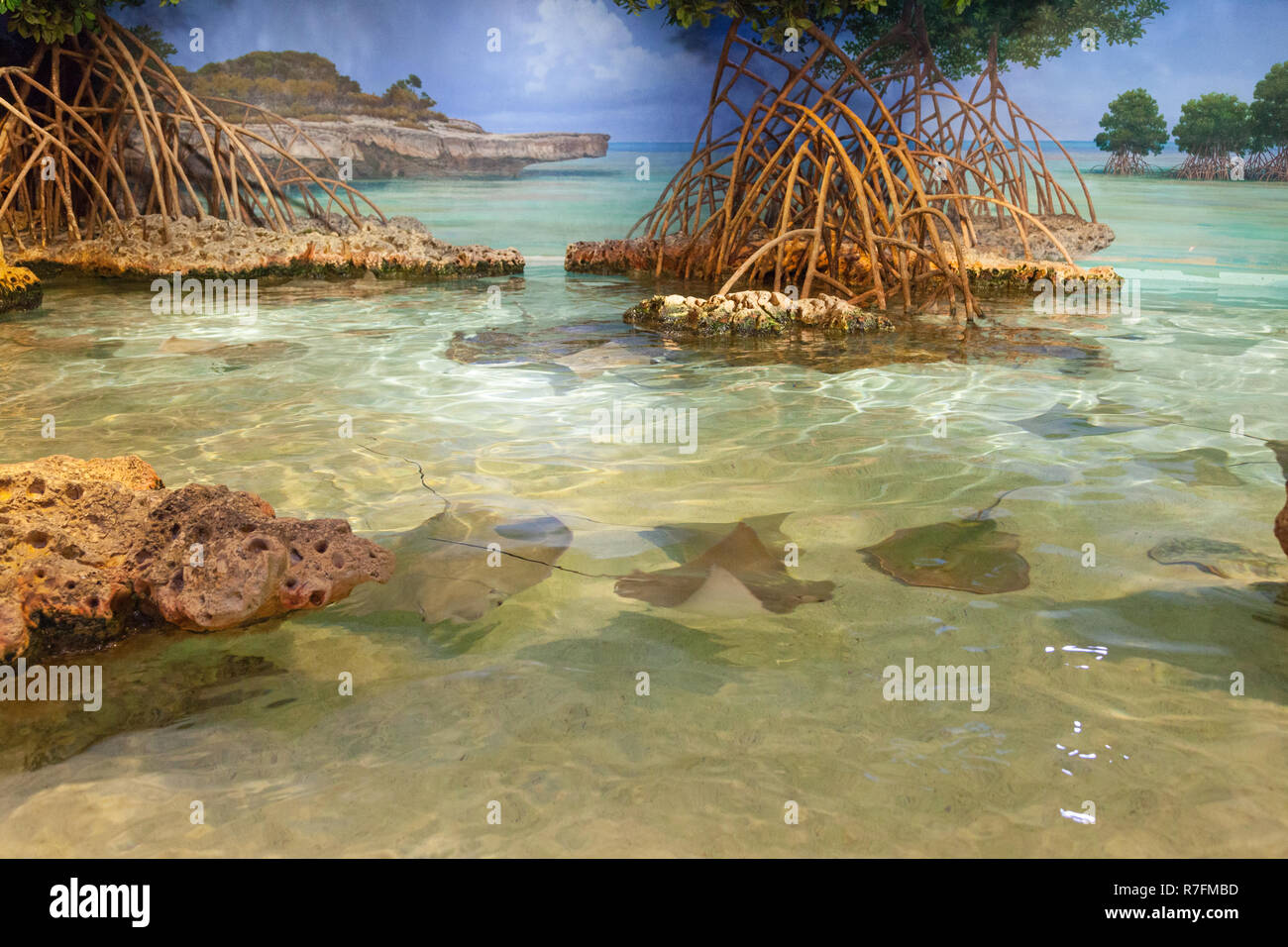 Shark and Ray Touch Tank, New England Aquarium, Boston ,Massachusetts