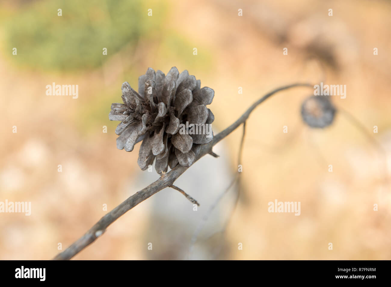 Small brown pine cone on a dry branch. Blurred background. Pine seed Stock Photo
