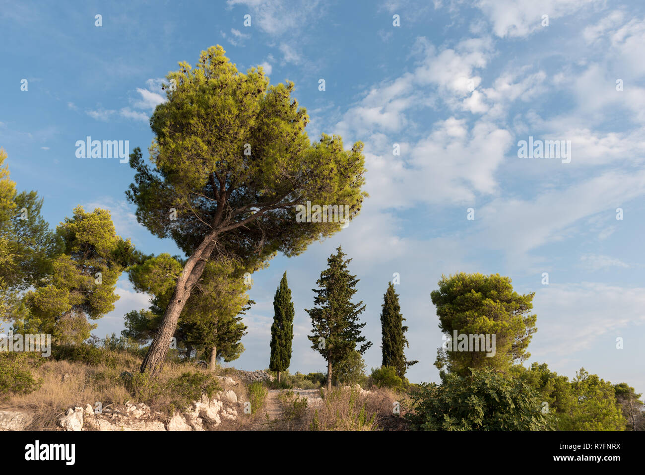 Green tall trees in nature with blue sky and clouds Stock Photo - Alamy