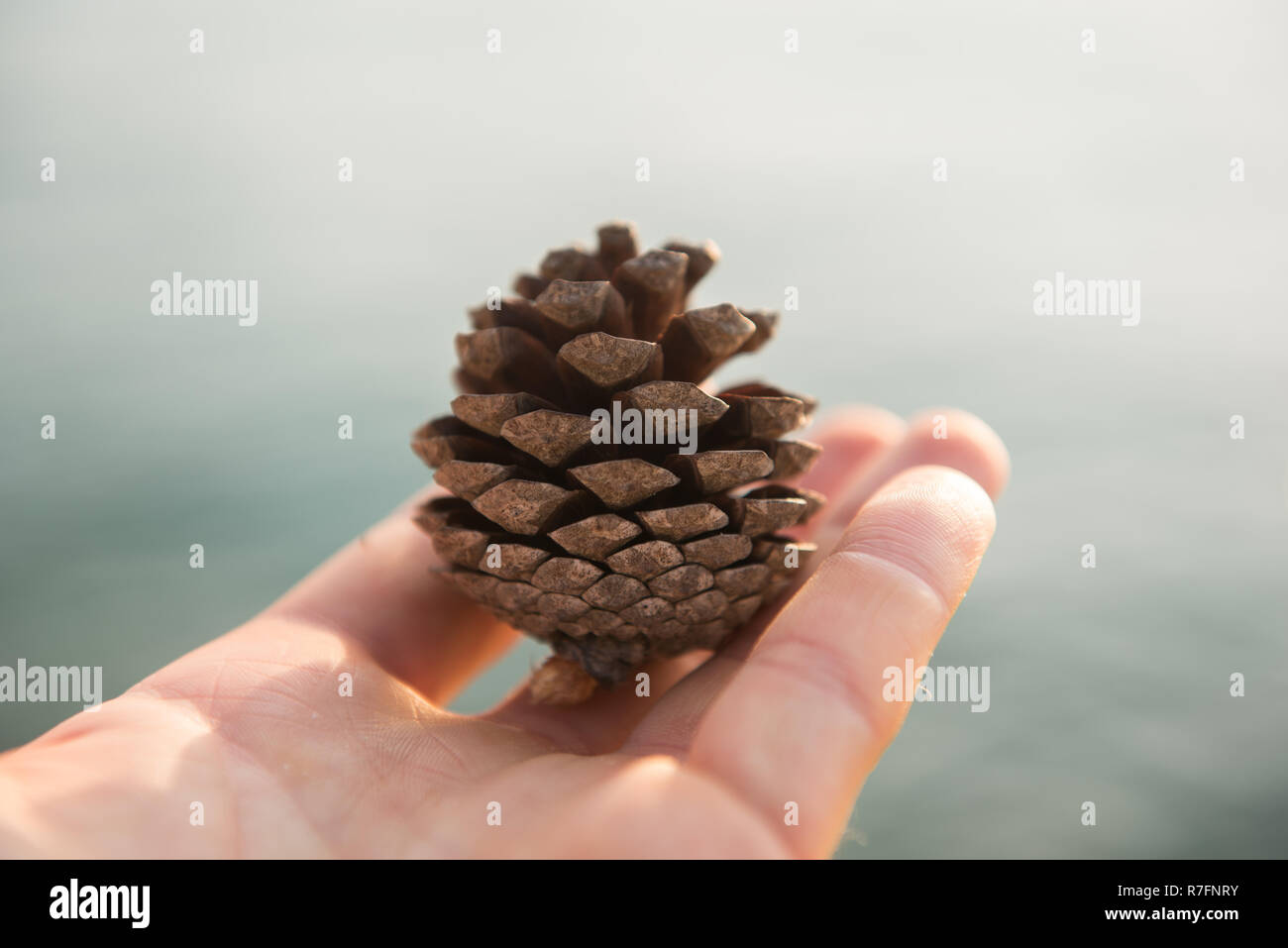 Small brown pine cone in a human hand Stock Photo