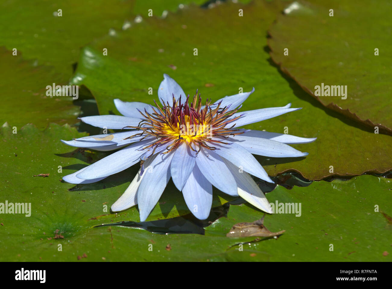 Water lily flower (Nymphaea) at Calgary zoo, Alberta, Canada Stock Photo